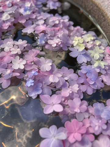 Hydrangeas Underwater