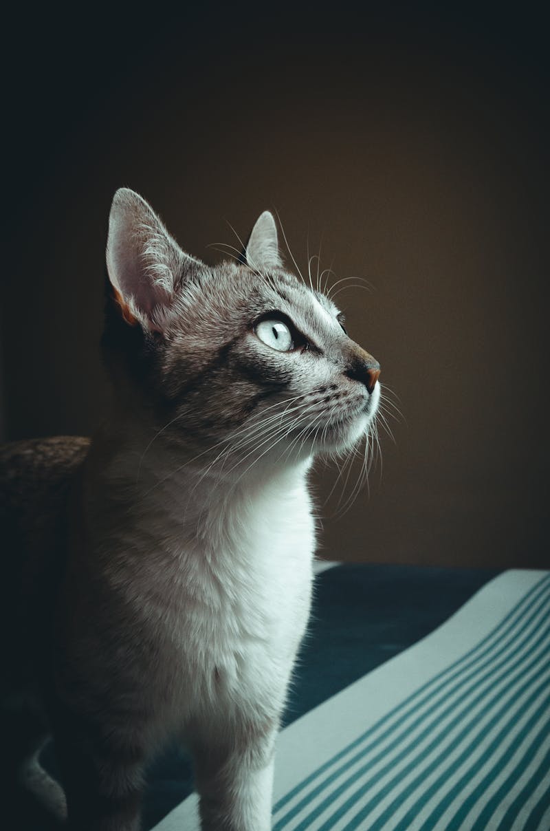 Lunar Lynx