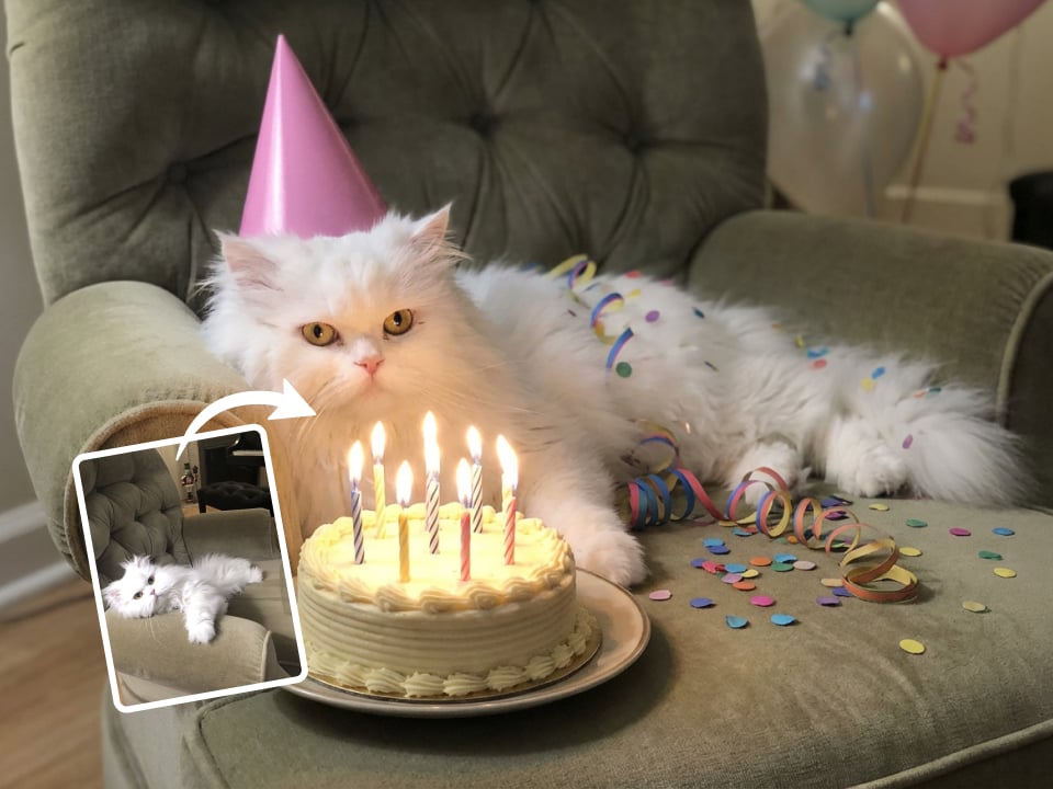 Pet Birthday