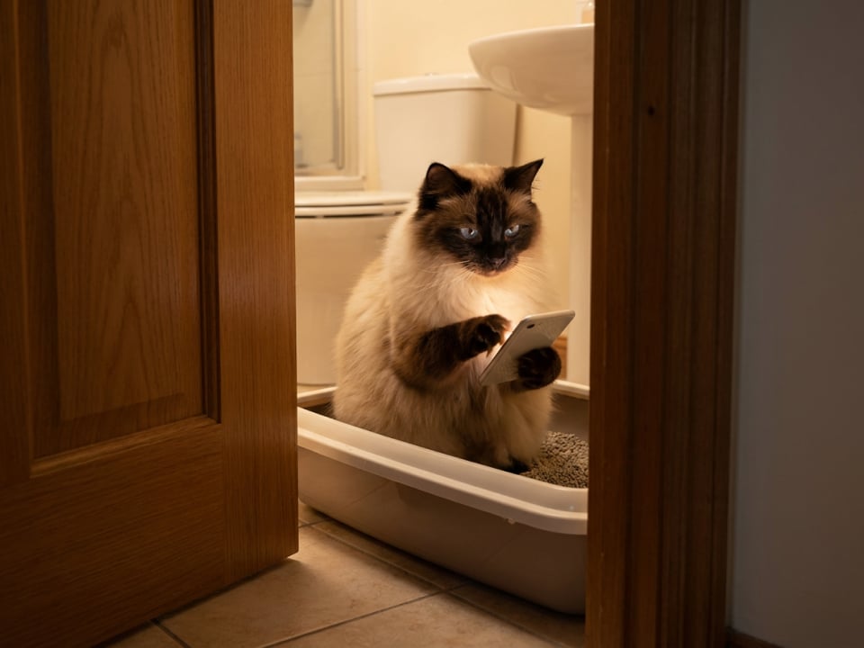 Pet Bathroom